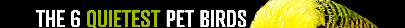 INFOGRAPHIC - The 6 Quietest Pet Birds