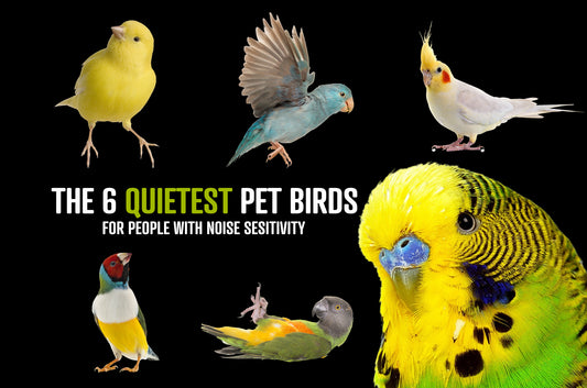 INFOGRAPHIC - The 6 Quietest Pet Birds