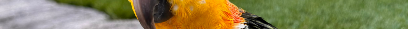 Is A White Belly Caique The Right Parrot For Me?