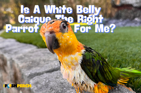 Is A White Belly Caique The Right Parrot For Me?