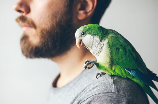 5 Fascinating Facts About the Quaker Parrot You Need to Know