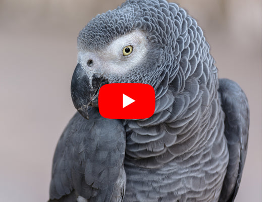 Adopted African Grey Holds Conversations