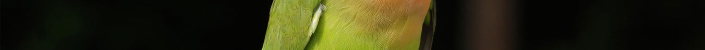 Where to Find a Hand Fed Lovebird: Tips for Finding a Reputable Breeder or Pet Store
