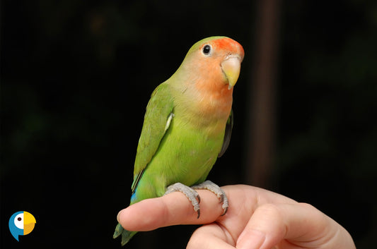 Where to Find a Hand Fed Lovebird: Tips for Finding a Reputable Breeder or Pet Store