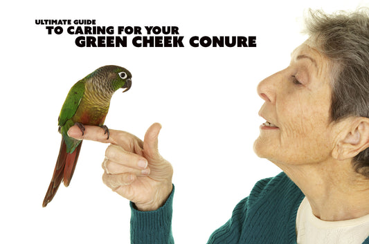 Ultimate Guide to Caring for Your Green Cheek Conure - Tips and Advice