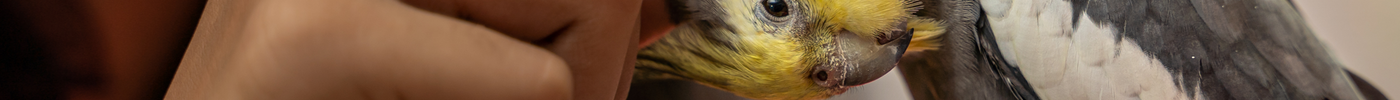 Why Cockatiels Make Great Pets for Children
