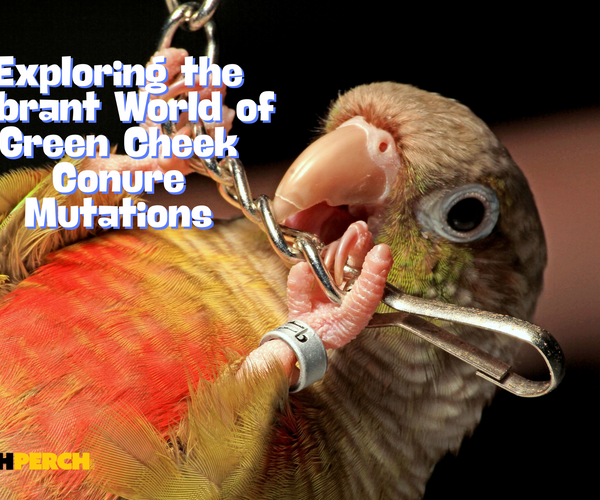 Exploring the Vibrant World of Green Cheek Conure Mutations The Posh