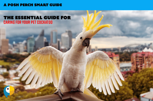 The Essential Guide to Caring for Your Pet Cockatoo