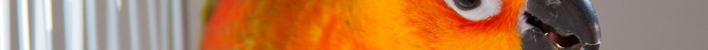 Considering a Sun Conure? Here's What You Need to Know