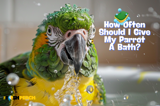 How Often Should I Give My Parrot A Bath?