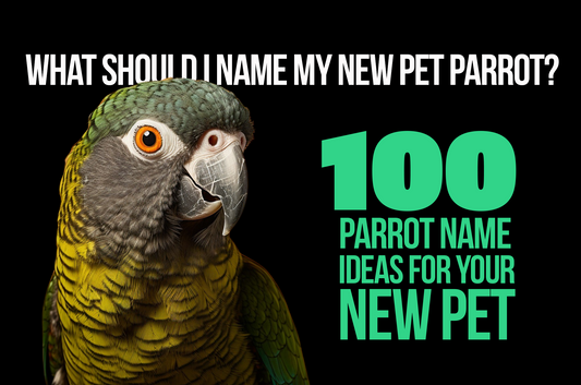 100 Unforgettable Parrot Names You'll Regret Not Knowing!