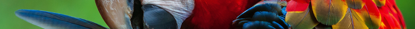 How to Keep Pet Bird Plumage Beautiful