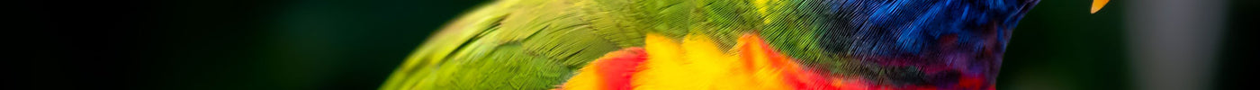 Rainbow Lorikeets: A Guide to Species Characteristics and Care