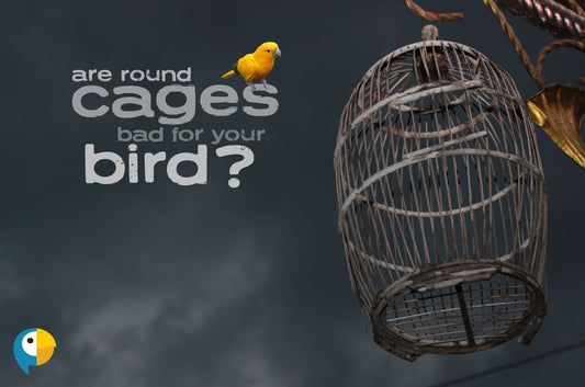 The Pros and Cons of Round Cages for Birds: Is a Circular Habitat Right for Your Feathered Friend?
