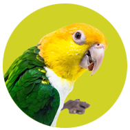 Caique