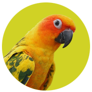 Collection image for: Sun Conures