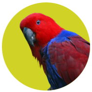 Eclectus