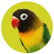 Collection image for: Love Bird