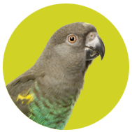 Meyers Parrot