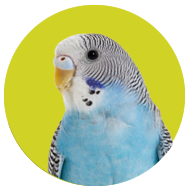 Parakeet/Budgie