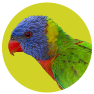 Lorikeet