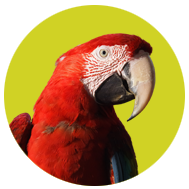 Macaws