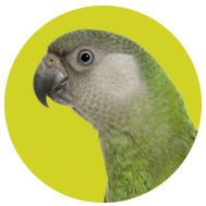 Collection image for: Senegals