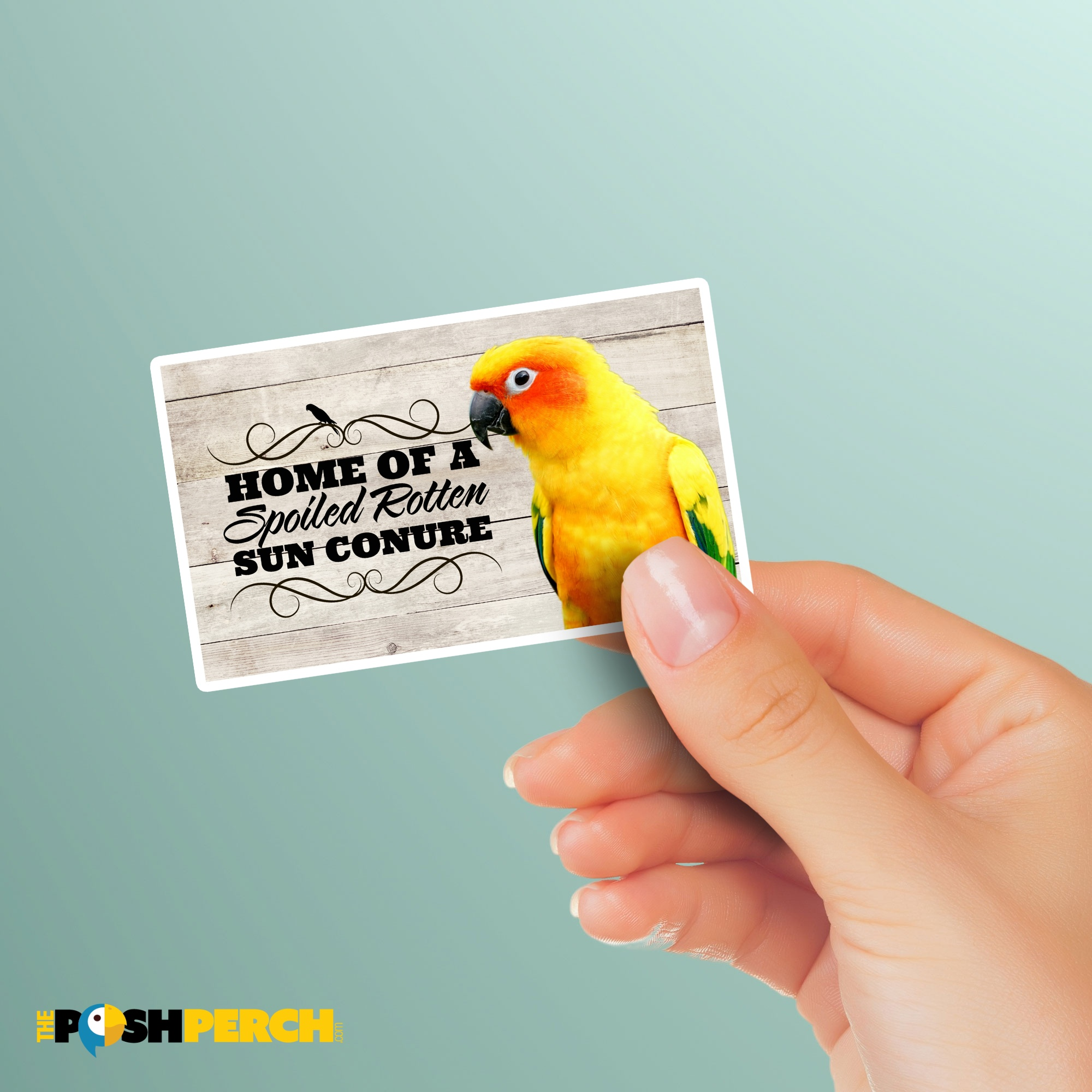 A closer look at Blue And Yellow Conure Perch Options