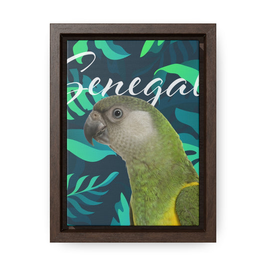 Senegal Parrot Gallery Canvas