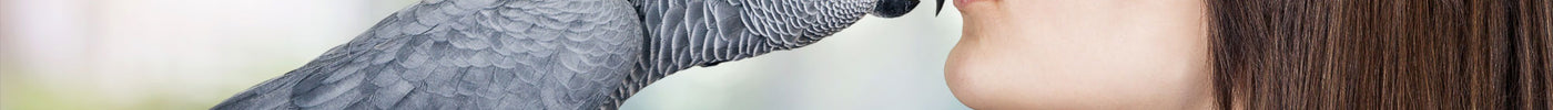 10 Easy Steps to Train Your African Gray Parrot and Unlock Its Full Potential!