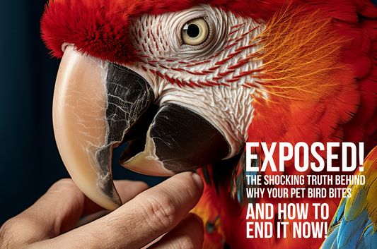 Exposed! The Shocking Truth Behind Why Your Pet Bird Bites – And How to End It NOW!