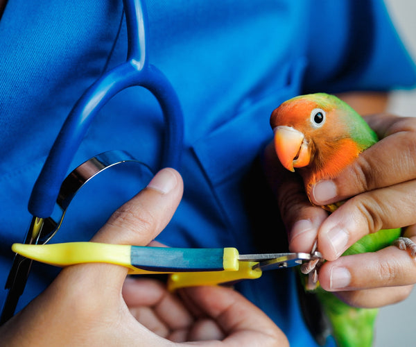 Comprehensive Guide to Clipping and Filing Parrot Nails The Posh Perch