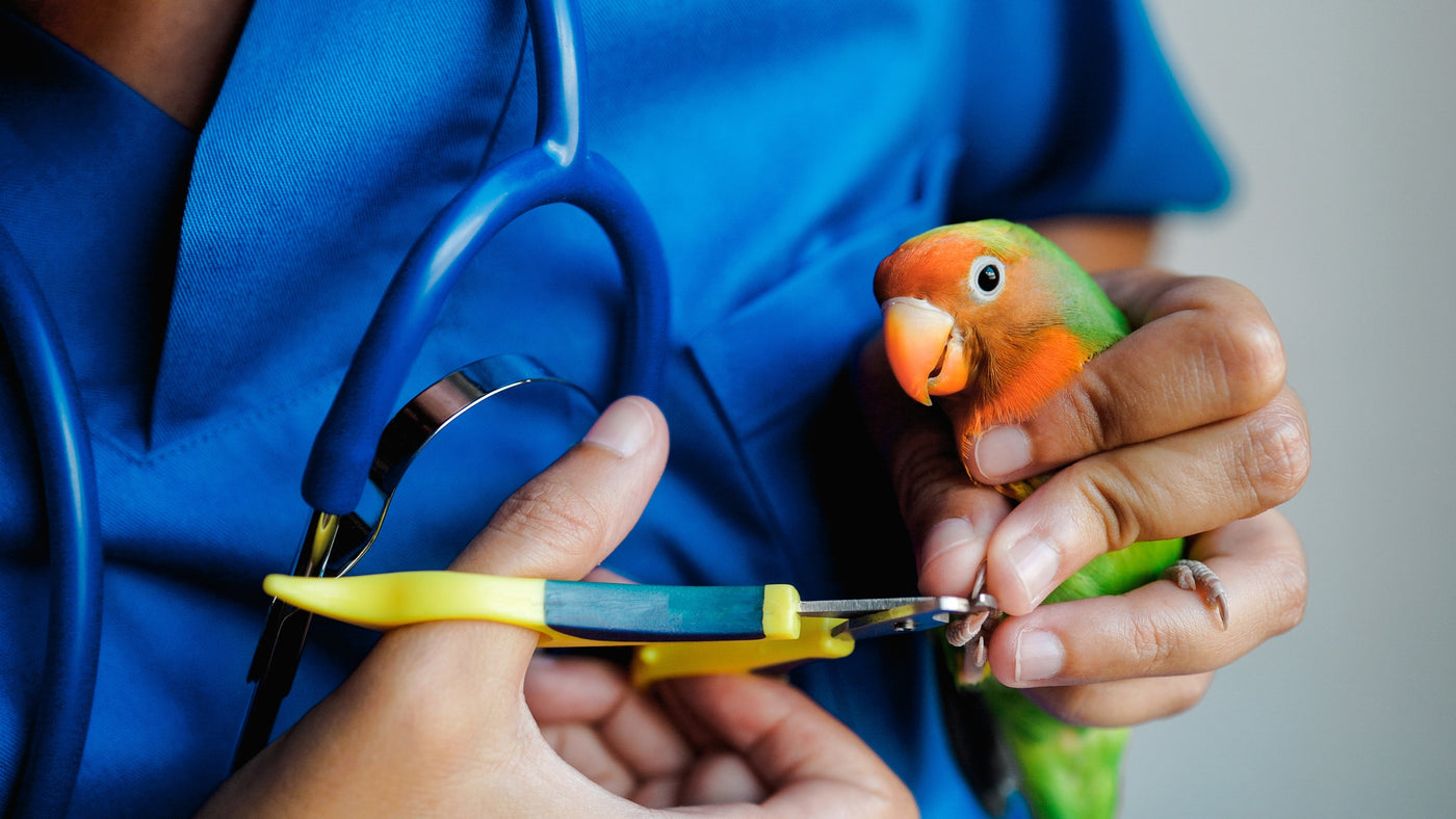 Signs Of Illness In Parrots