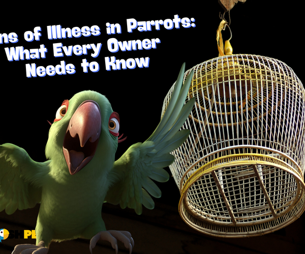 Signs of illness in parrots what every owner needs to know the posh
