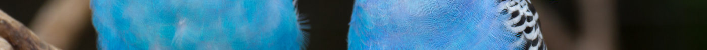 Understanding the Difference Between Parakeets and Budgies