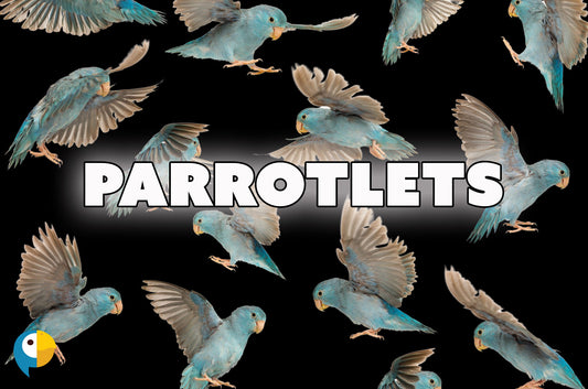 10 Fascinating Facts about Parrotlets
