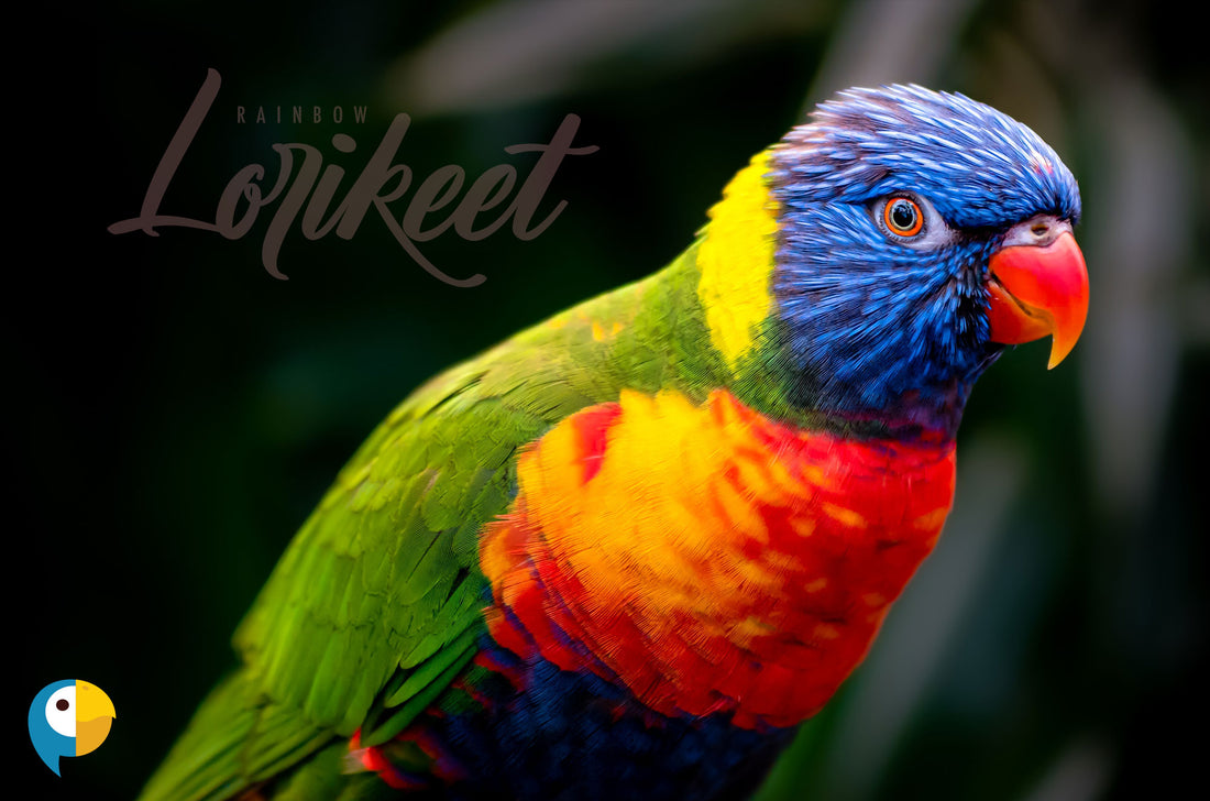 Rainbow Lorikeets A Guide to Species Characteristics and Care The