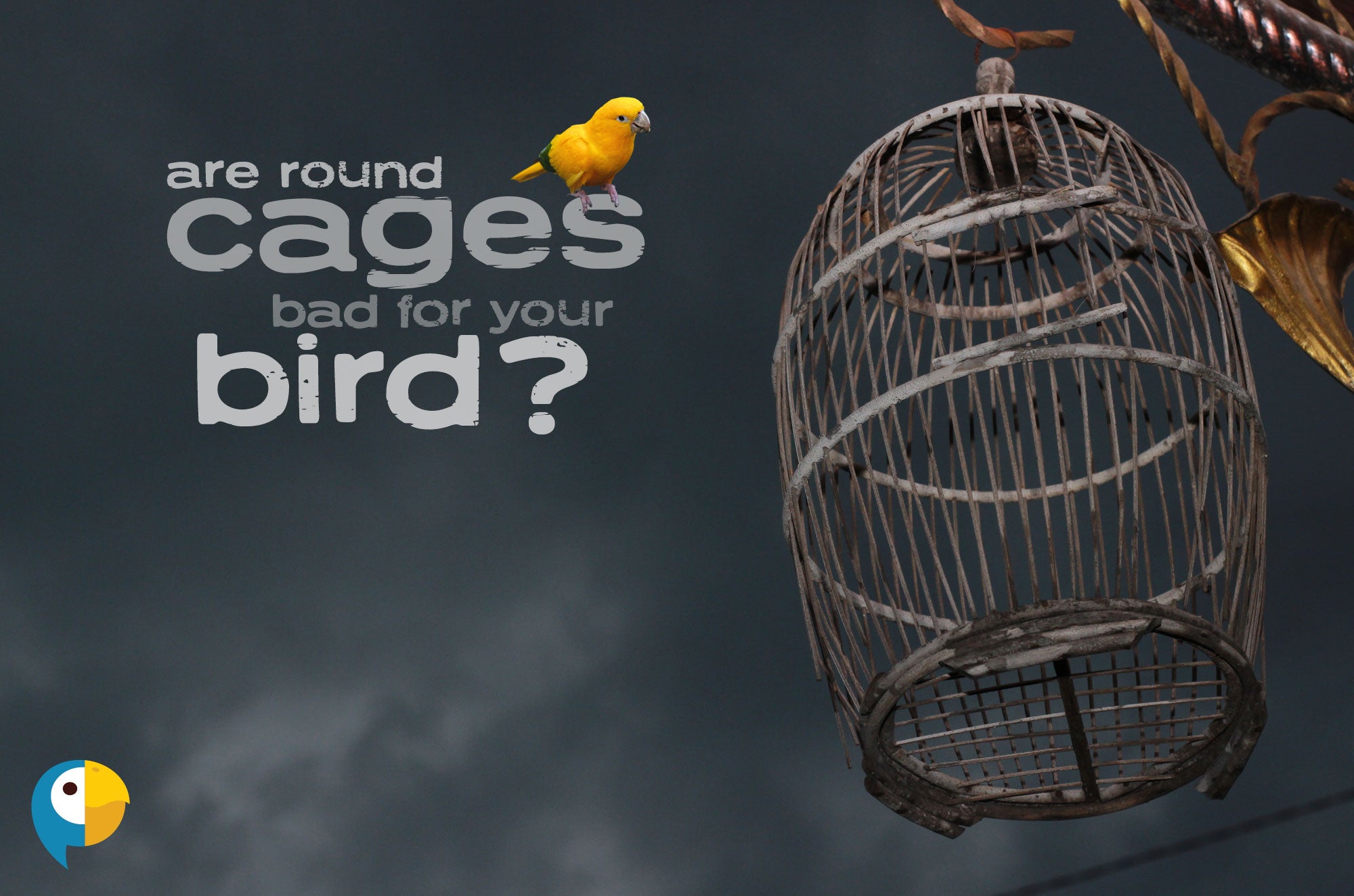 The Pros and Cons of Round Cages for Birds: Is a Circular Habitat Righ ...
