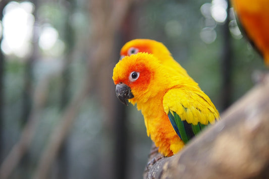 Top 10 Reasons Why Sun Conures Make a Great Pet