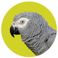 African Gray