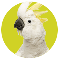 Cockatoos