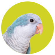 Quaker Parrot