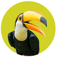 Toucan
